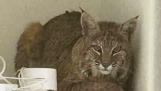 Deputies try laser pointer on bobcat in Colorado home: ‘Cats are all the same’